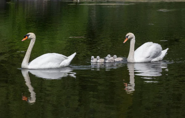 Mute swan bebek Ambleside Park, Vancouver Bc Kanada