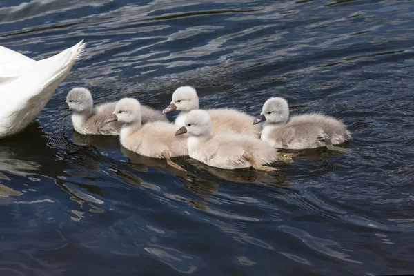 Bebé Cisne Mudo Ambleside Park Vancouver Canadá — Foto de Stock