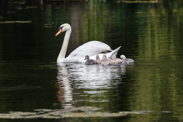 Knölsvan Baby Ambleside Park Vancouver Kanada — Stockfoto