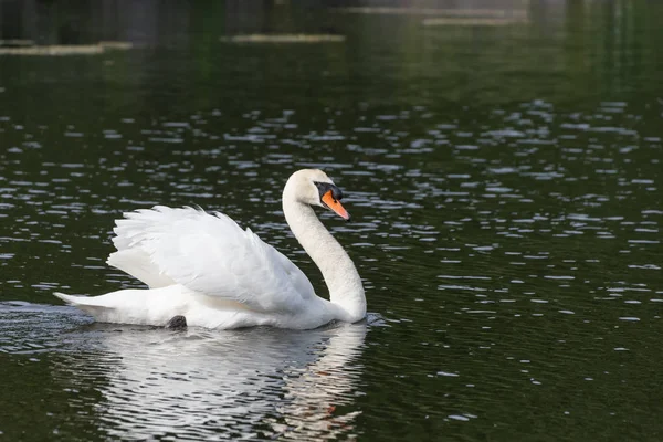 Cigno Muto Ambleside Park Vancouver Canada — Foto Stock