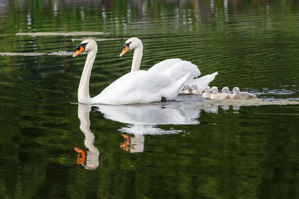 Mute swan bebek Ambleside Park, Vancouver Bc Kanada