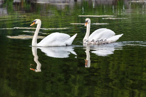 Mute swan bebek Ambleside Park, Vancouver Bc Kanada