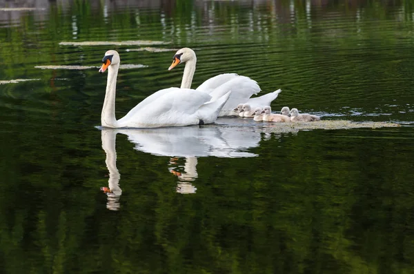 Mute swan bebek Ambleside Park, Vancouver Bc Kanada