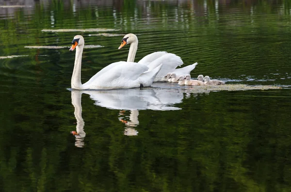 Mute Swan Baby Ambleside Park Vancouver Canada — Stock Photo, Image