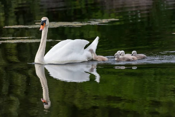 Knölsvan Baby Ambleside Park Vancouver Kanada — Stockfoto