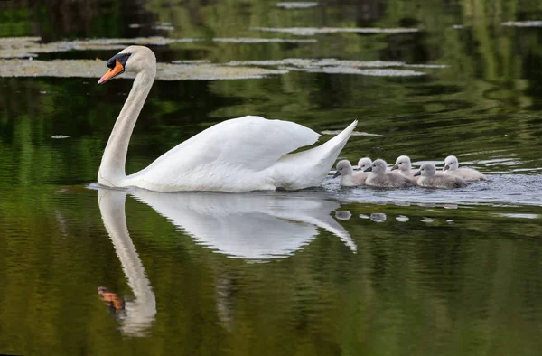 Mute swan bebek Ambleside Park, Vancouver Bc Kanada
