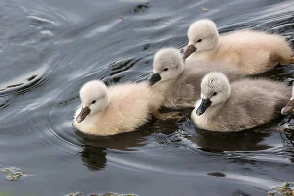 加拿大不列颠哥伦比亚省温哥华安布尔赛德公园静音天鹅宝宝 — 图库照片