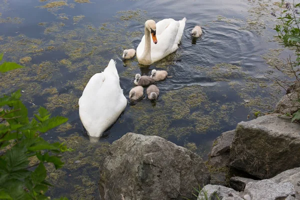 Bebé Cisne Mudo Ambleside Park Vancouver Canadá —  Fotos de Stock