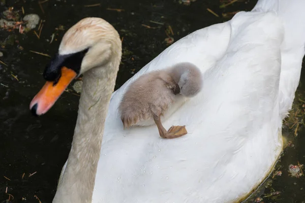 Bebê Cisne Mudo Ambleside Park Vancouver Canada — Fotografia de Stock