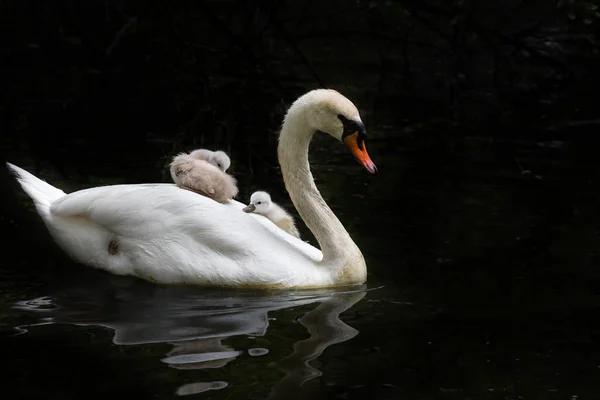 Bébé Cygne Muet Parc Ambleside Vancouver Canada — Photo