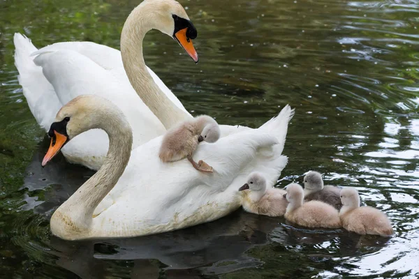 アンブル サイド公園 バンクーバー カナダでミュート スワン ベビー — ストック写真