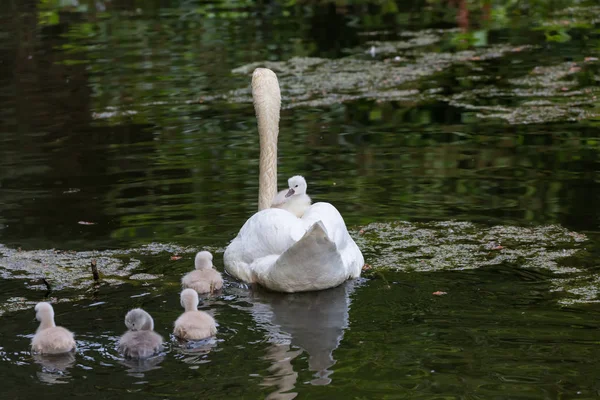 Mute swan bebek Ambleside Park, Vancouver Bc Kanada