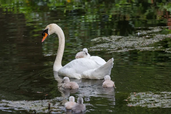 Knölsvan Baby Ambleside Park Vancouver Kanada — Stockfoto