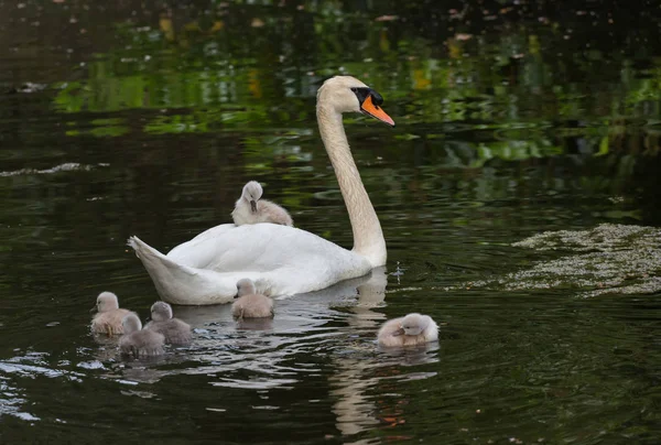 アンブル サイド公園 バンクーバー カナダでミュート スワン ベビー — ストック写真