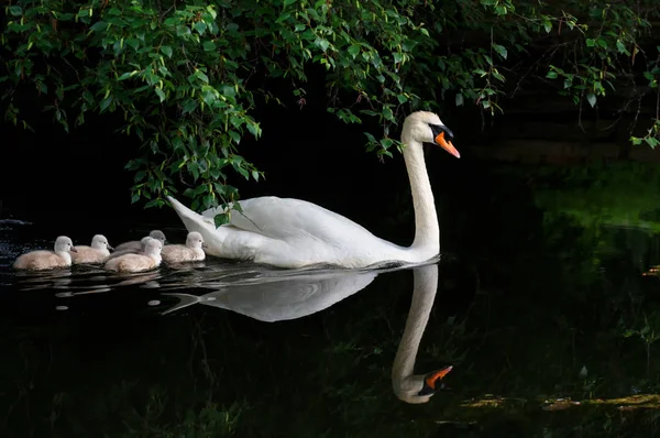 Mute swan bebek Ambleside Park, Vancouver Bc Kanada