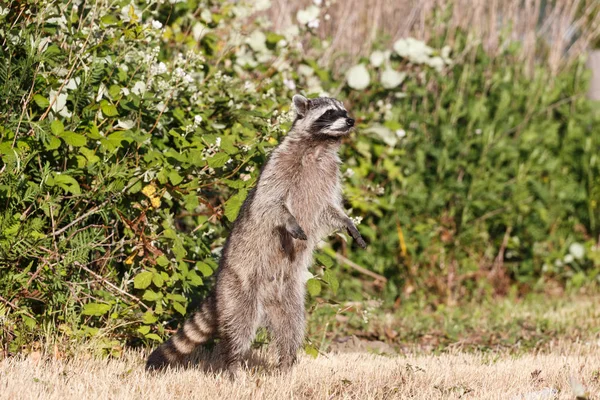 Rakun Iona Park, Vancouver Bc Kanada