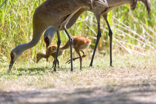 Nap Kanadai Daru Baba Reifel Bird Sanctuary Vancouver Kanada Jogdíjmentes Stock Képek