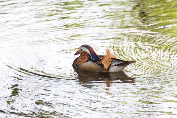 Kaczka Mandarynka Burnaby Lake Park Vancouver Kanada Zdjęcie Stockowe