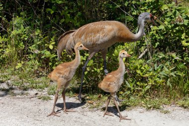 23 ve 21 gün sandhill crane bebeğe Reifel kuş Sanctuary, Vancouver Bc Kanada