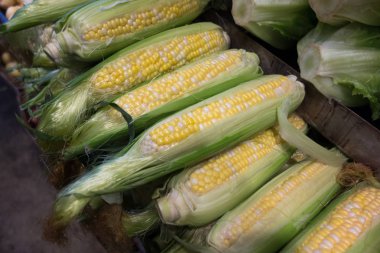 Mısır taze kulak arka plan kapatın