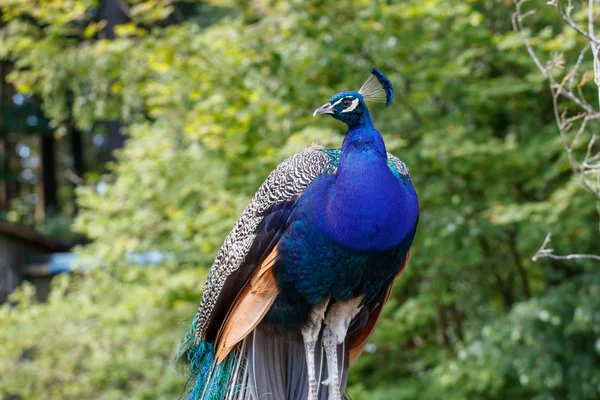 Wild Peacock Bird Surrey Canada — Stock Photo, Image