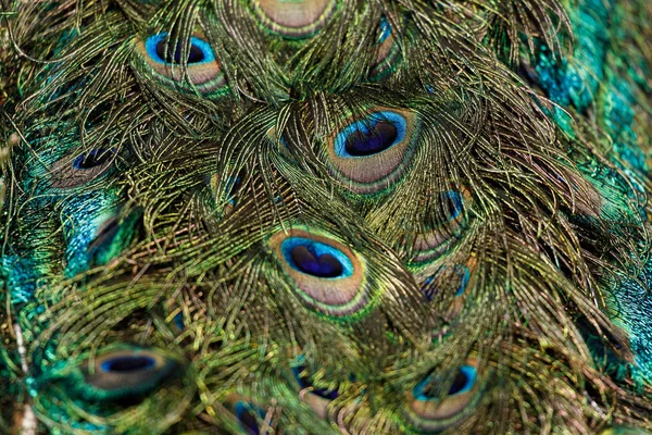 Colorful Peacock Feathers Background Close Shot — Stock Photo, Image