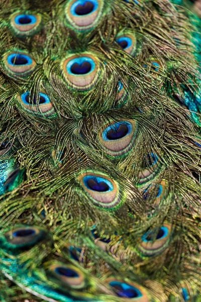 Colorful Peacock Feathers Background Close Shot — Stock Photo, Image