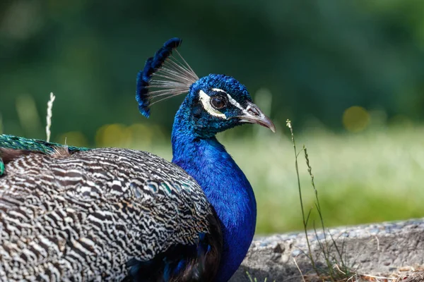 Wild Peacock Bird Surrey Canada — Stock Photo, Image