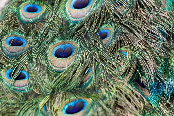 Colorful Peacock Feathers Background Close Shot — Stock Photo, Image