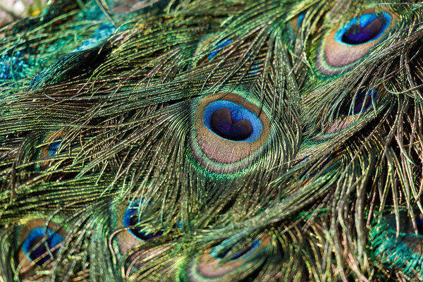colorful Peacock feathers for background close up shot