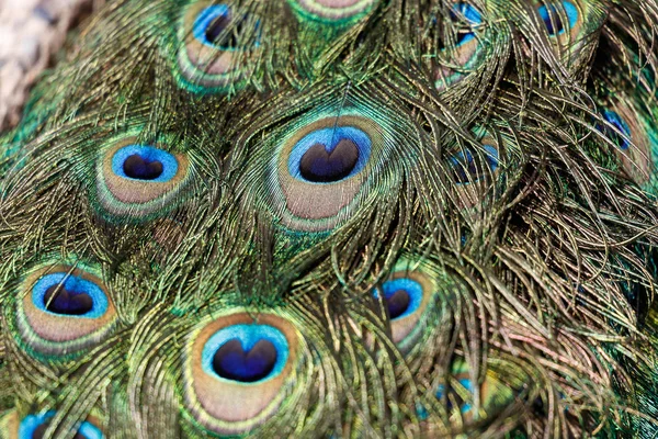 Colorful Peacock Feathers Background Close Shot — Stock Photo, Image