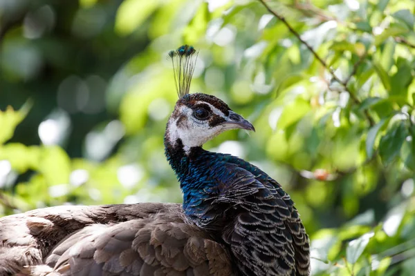 Wild Peacock Bird Surrey Canada — Stock Photo, Image