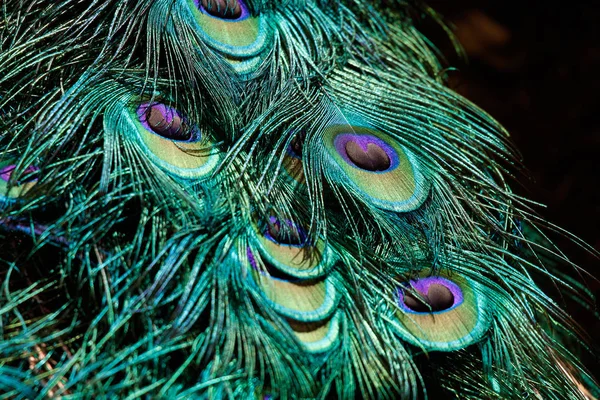 Penas Coloridas Pavão Para Fundo Close Tiro — Fotografia de Stock