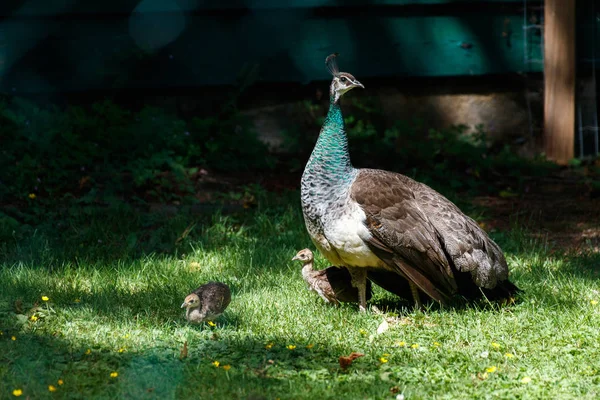 Volně Žijící Pták Páv Surrey Kanada — Stock fotografie