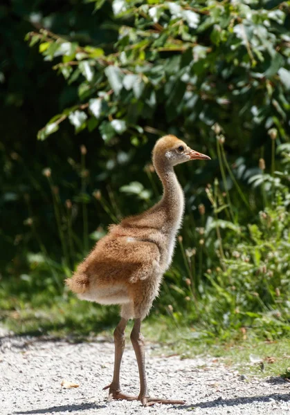 Dagar Sandhill Crane Baby Reifel Bird Sanctuary Vancouver Kanada — Stockfoto