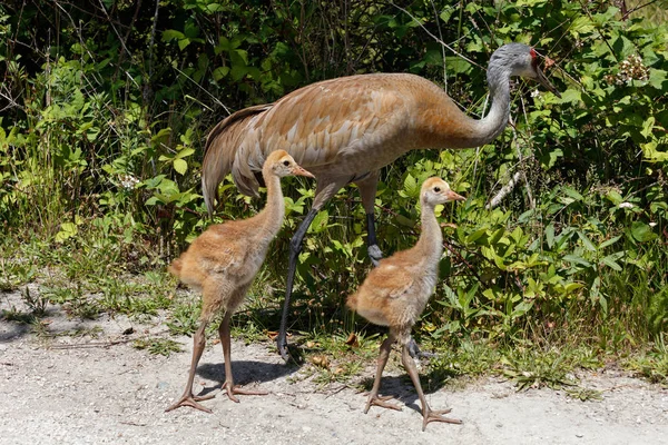 Days Sandhill Crane Baby Reifel Bird Sanctuary Vancouver Canada — Stock Photo, Image