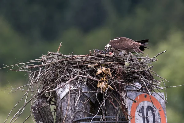 Osprey Voederen Kuiken Het Nest Pitt Lake Vancouver Canada — Stockfoto