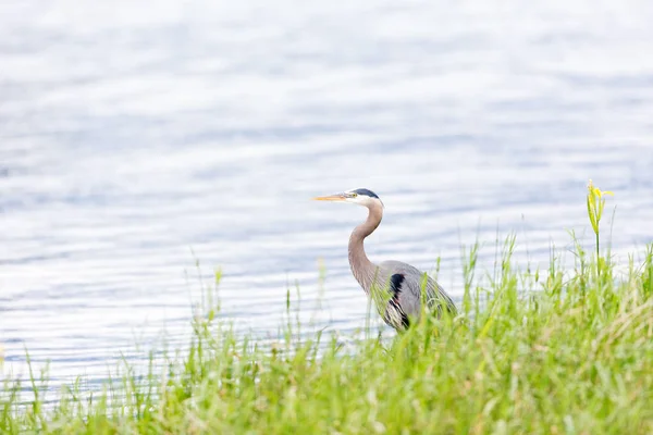 Great Blue Heron Vancouver Canada — Stock Photo, Image