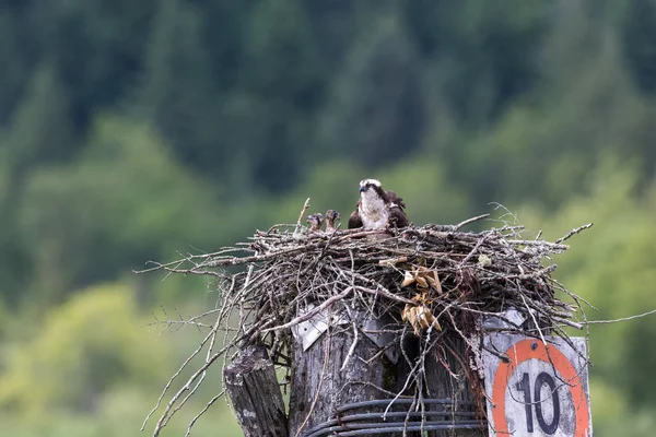 Osprey Besleme Piliç Nest Pitt Gölü Vancouver Kanada — Stok fotoğraf