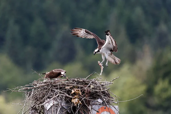 Osprey Voederen Kuiken Het Nest Pitt Lake Vancouver Canada — Stockfoto