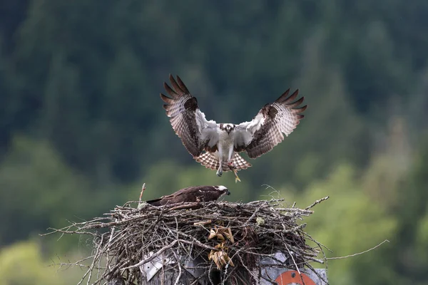 Osprey Feeding Chick Nest Pitt Lake Vancouver Canadá —  Fotos de Stock
