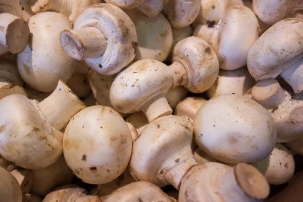 Fresh White Mushroom Close Background — Stock Photo, Image