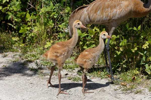 Nap Kanadai Daru Baba Reifel Bird Sanctuary Vancouver Kanada Jogdíjmentes Stock Képek