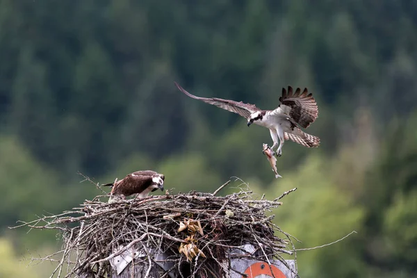 Osprey Alimentation Poussin Nid Lac Pitt Vancouver Canada Image En Vente