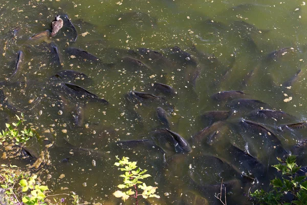 Common Carp Reifel Bird Sanctuary Vancouver Canada — Stock Photo, Image