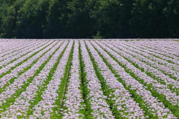Purple Potato Flower Field Vancouver Canada — Stock Photo, Image