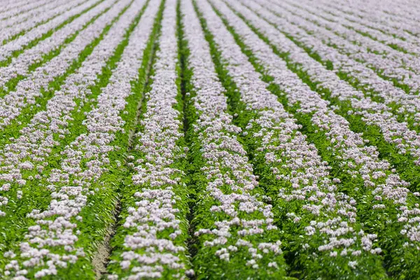 Lila Potatis Blomma Fältet Vancouver Kanada — Stockfoto