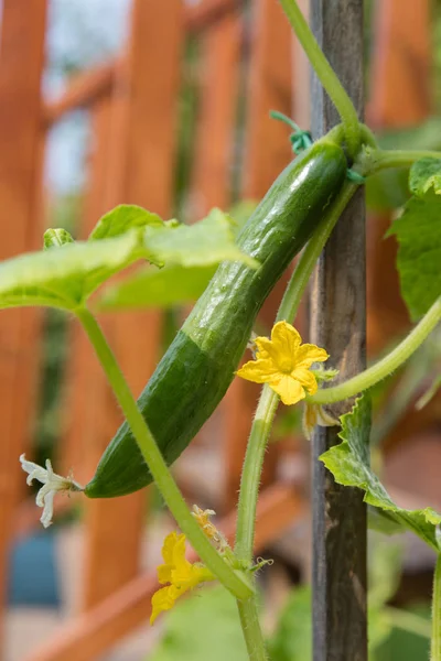 Pepino Jardín Con Flor —  Fotos de Stock