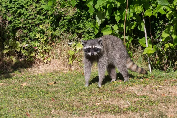 Raccoon Backyard Vancouver Canada — Stock Photo, Image