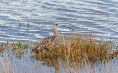 Blackie tükürük Park, Vancouver Bc Kanada uzun fatura kocagöz